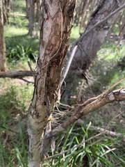 Melaleuca nodosa