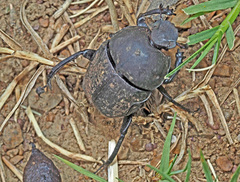 Allogymnopleurus splendidus