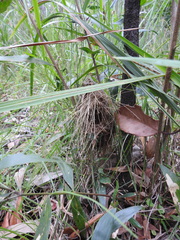 Malurus