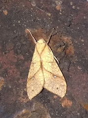 Lophocampa