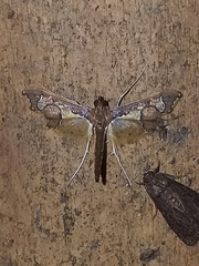 Hydririni