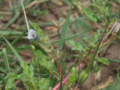 Monsonia