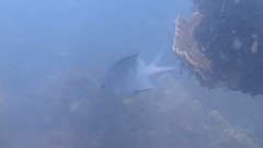 Acanthochromis polyacanthus