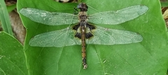 Tramea basilaris