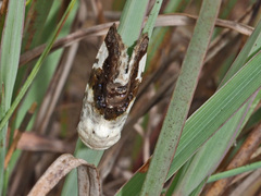 Acontia