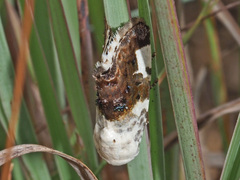 Acontia