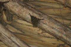 Rhynchonycteris naso