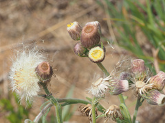 Erigeron primulifolius