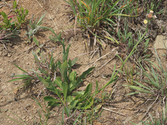 Erigeron primulifolius
