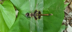 Tramea basilaris