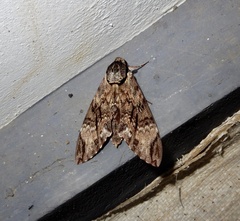 Psilogramma discistriga