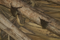 Rhynchonycteris naso