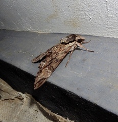 Psilogramma discistriga