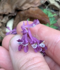 Corydalis