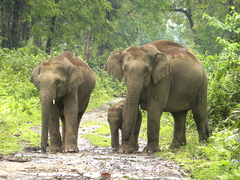 Elephas maximus indicus