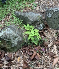 Corydalis