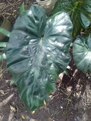 Xanthosoma violaceum