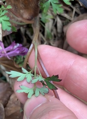 Corydalis