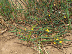 Chamaecrista mimosoides