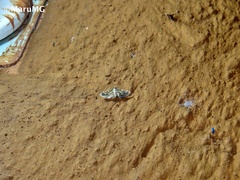 Spilomelinae