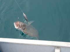 Hippoglossus stenolepis