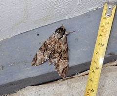 Psilogramma discistriga