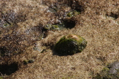 Hexanauplia