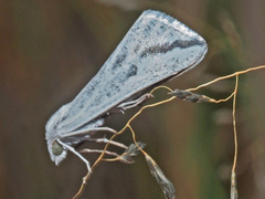 Argyrophora variabilis