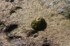 Hexanauplia