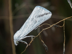 Argyrophora variabilis