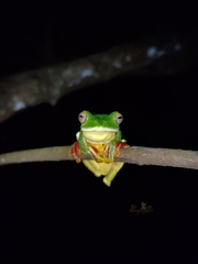 Rhacophorus malabaricus