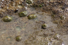 Siphonaria denticulata