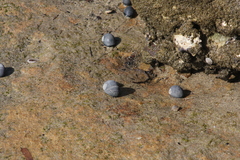 Nerita melanotragus