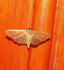 Spilomelinae