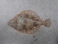 Lepidopsetta