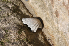 Pecten fumatus