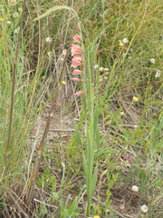 Gladiolus crassifolius
