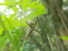 Argiope aetheroides