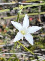 Orianthera