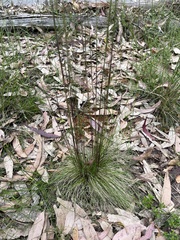 Poa meionectes