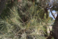 Allocasuarina