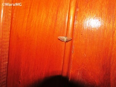 Spilomelinae