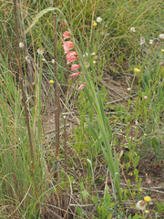 Gladiolus crassifolius