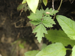 Rubus laciniatus