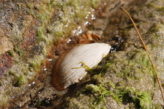 Mollusca