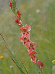 Gladiolus crassifolius