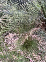 Poa meionectes