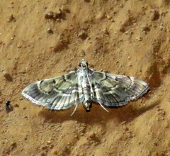 Spilomelinae