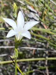 Orianthera