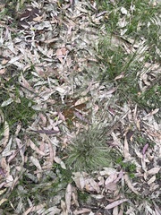 Poa meionectes